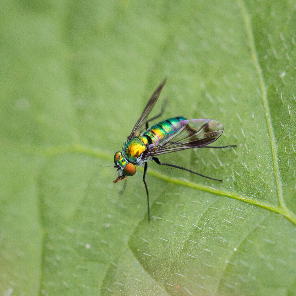 long-legged fly by aecasey