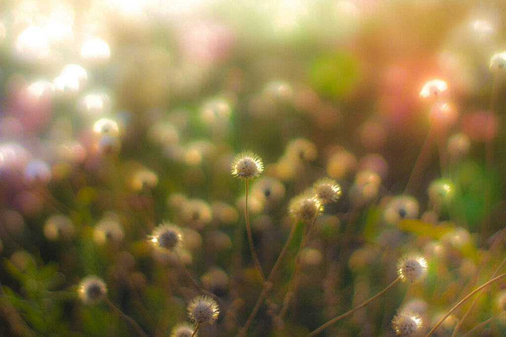 Dead flowers in Light by judyc57