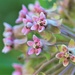 Milkweed Blooms by lynnz
