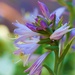 Flowering Hosta by lynnz