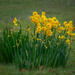 Daffodil starting to pop up by gosia