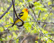 24th Jul 2021 - Western Tanager