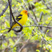 Western Tanager by cwbill