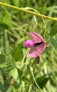 23rd Jul 2021 - wildflower of the day