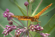 18th Jul 2021 - The Butterfly and His Flower