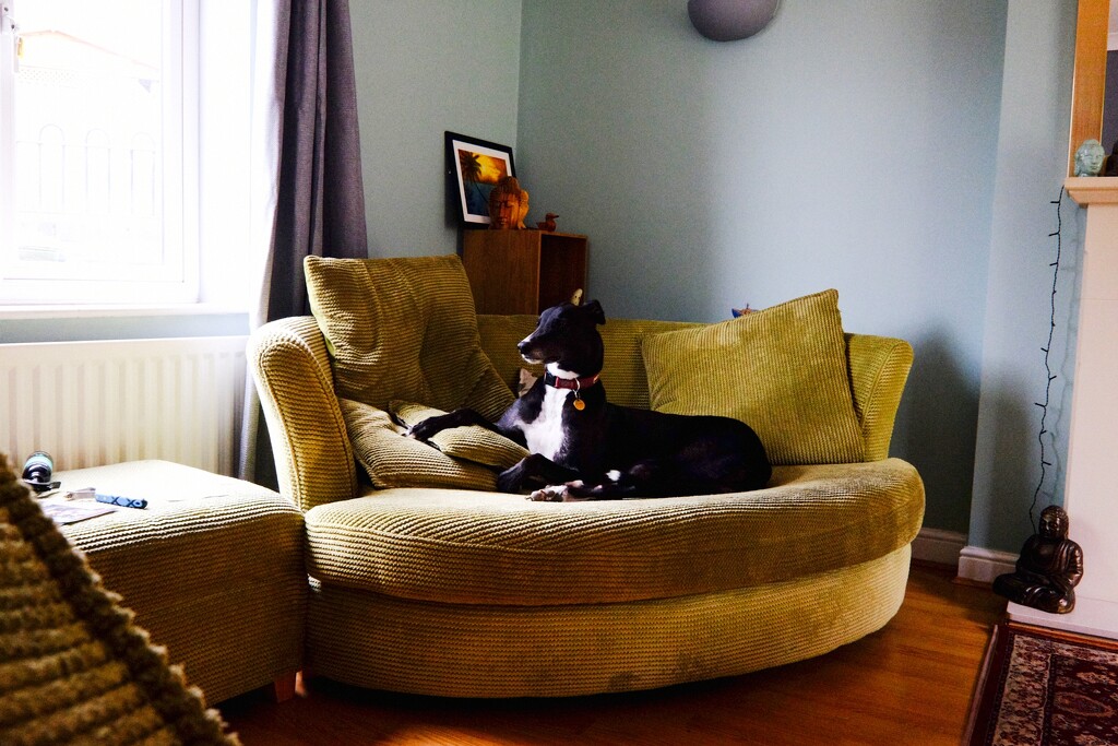 Alfie the Greyhound claims another settee  by allsop