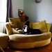 Alfie the Greyhound claims another settee  by allsop