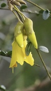 25th Jul 2021 - Kowhai tree has a few flowers first time in flowering NZ Native
