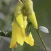 Kowhai tree has a few flowers first time in flowering NZ Native by Dawn