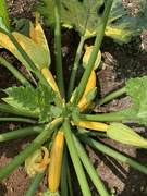 25th Jul 2021 - My beautiful courgette