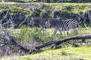 25th Jul 2021 - Zebra at Villeira