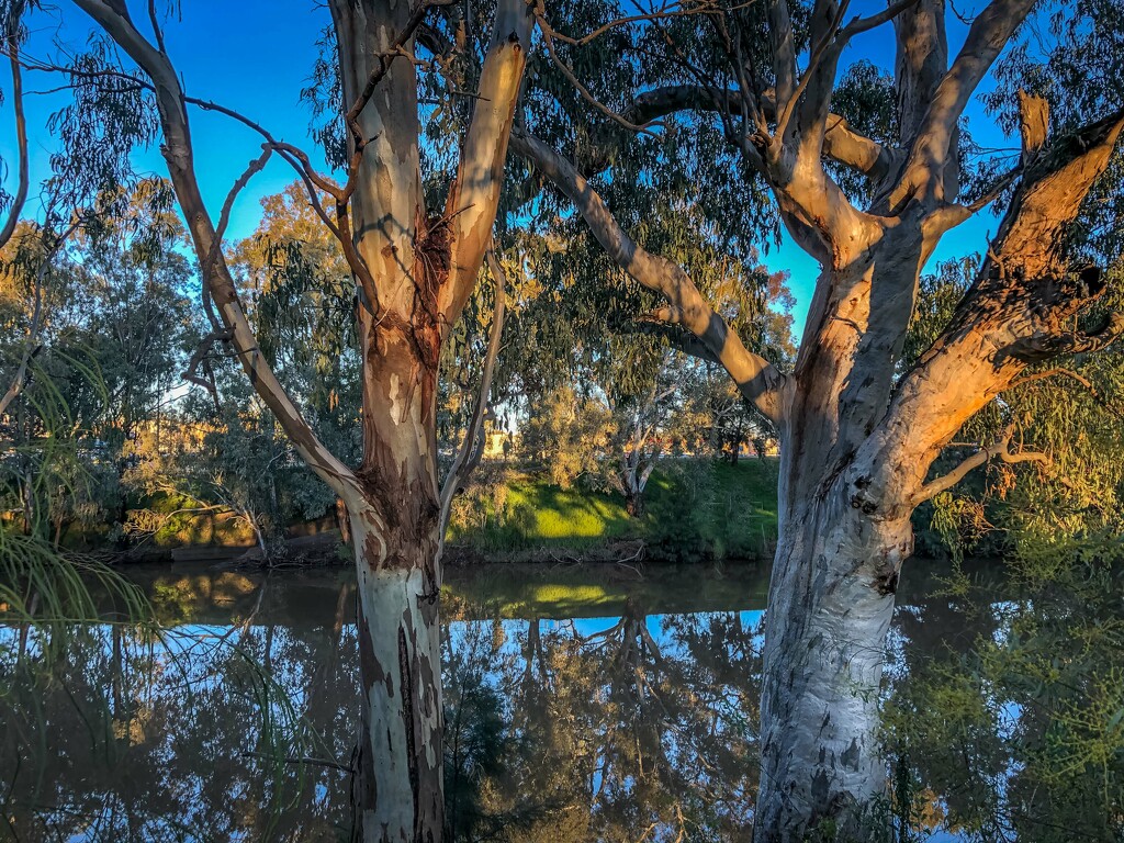River and gum trees by pusspup