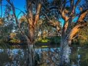 11th Jul 2021 - River and gum trees