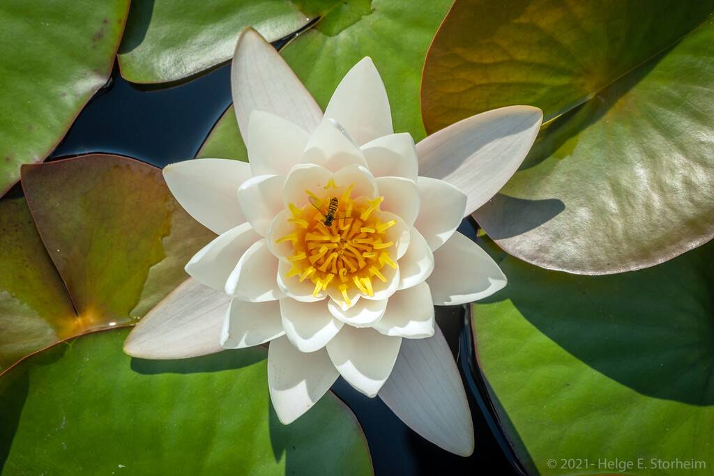 Water lily with hoverfly by helstor365