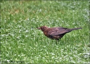 25th Jul 2021 - Young blackbird