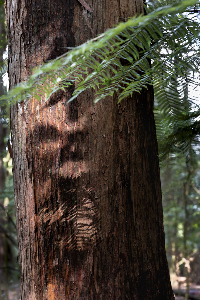 Tree Shadows by nickspicsnz