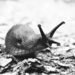 Snail by mastermek