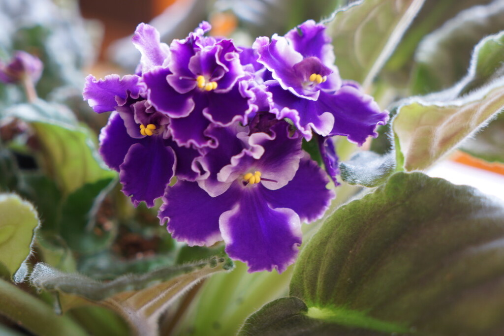 African Violets by ladydoc