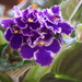 African Violets by ladydoc