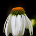 Echinacea by leonbuys83