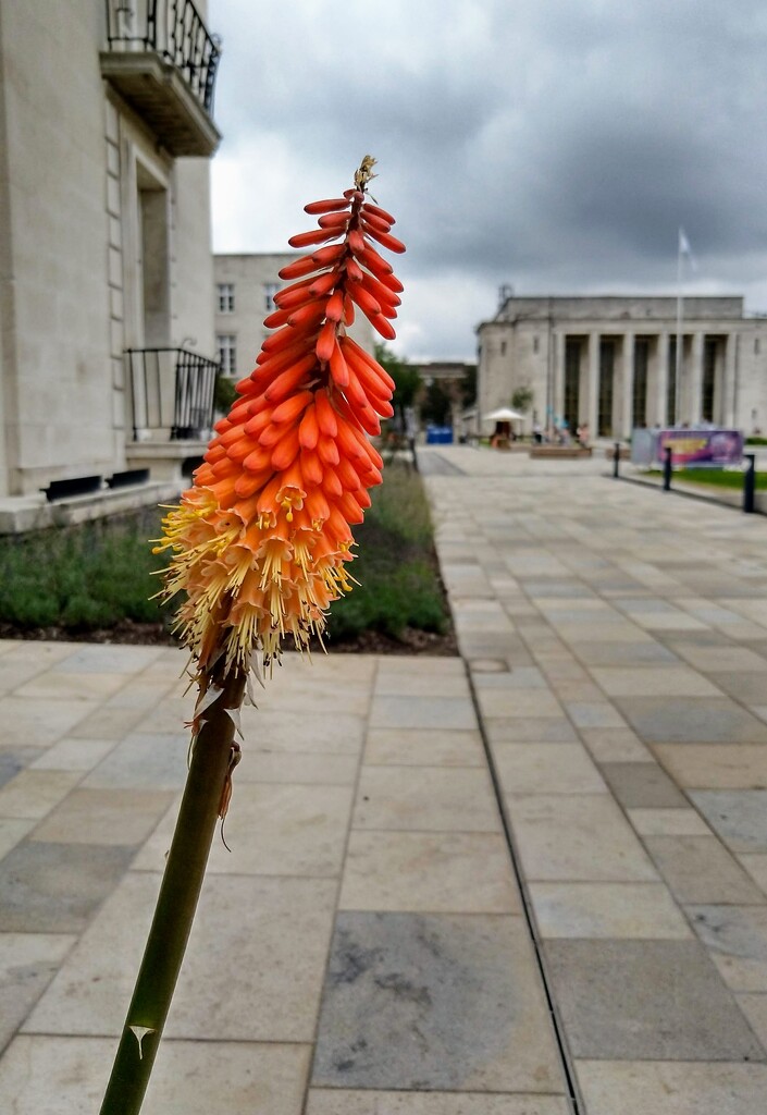 Red hot poker by boxplayer