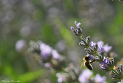 24th Jul 2021 - honey bee in lavender