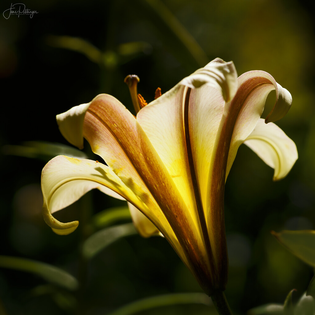 New Lily  by jgpittenger