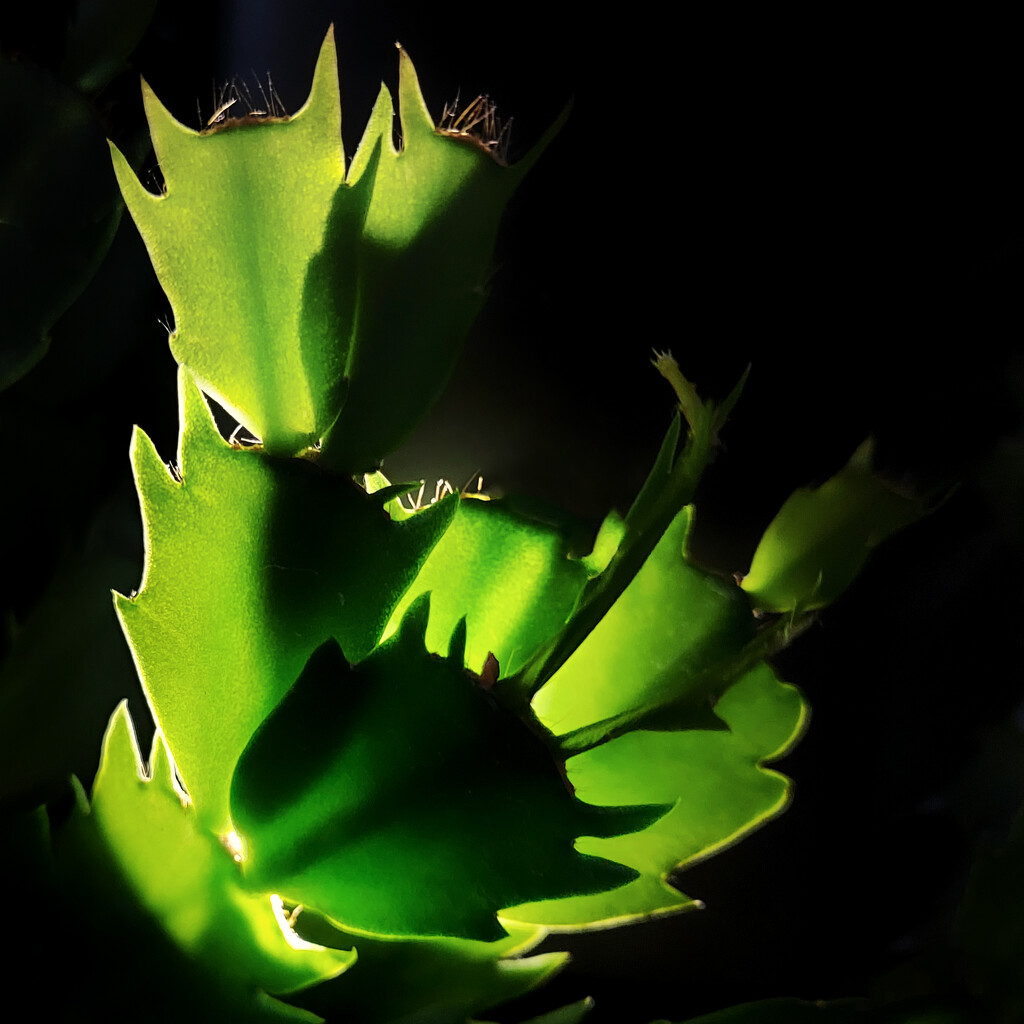 Cactus by nmamaly