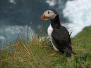 25th Jul 2021 - Puffin