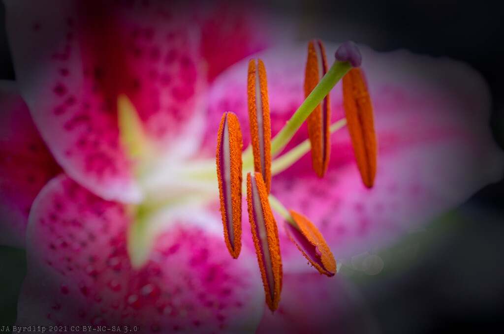 Lillies by byrdlip