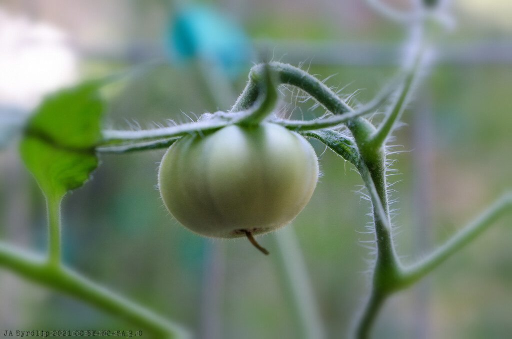 Our Tomato Crop ... by byrdlip