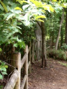 26th Jul 2021 - Clean fence line...