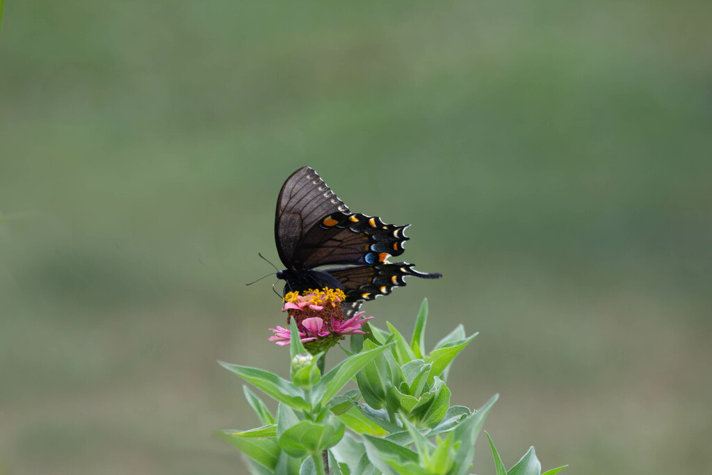 Black Swallowtail by randystreat