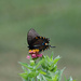 Black Swallowtail by randystreat