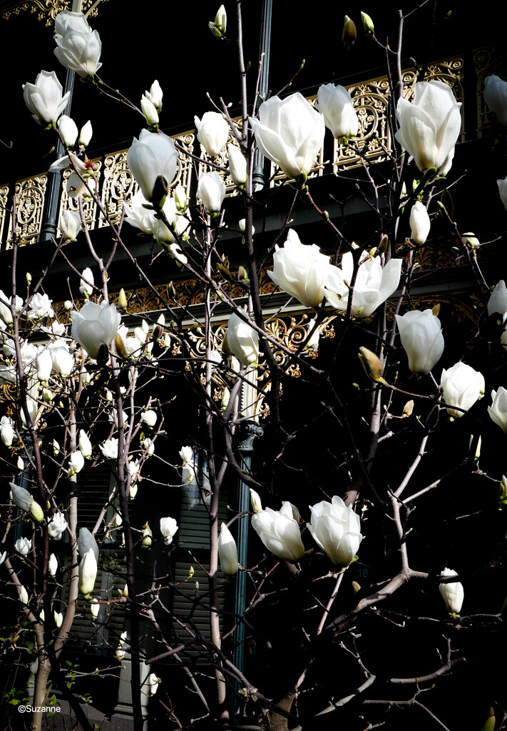 Magnolias and old lace by ankers70