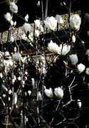 26th Jul 2021 - Magnolias and old lace