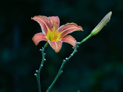 24th Jul 2021 - Day Lily
