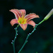 Day Lily by joansmor