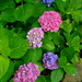 One bush.....4 different colored blooms.... by sailingmusic