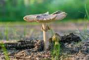25th Jul 2021 - The fungi continue...