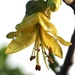 Kowhai flower opened by Dawn