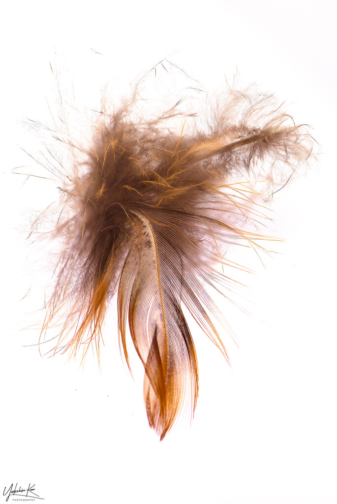 Feather by yorkshirekiwi