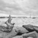 Driftwood on the Harbor by brotherone
