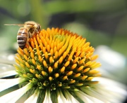25th Jul 2021 - Busy Bee