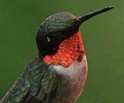 26th Jul 2021 - Ruby-throated Hummingbird 