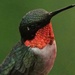 Ruby-throated Hummingbird  by radiogirl