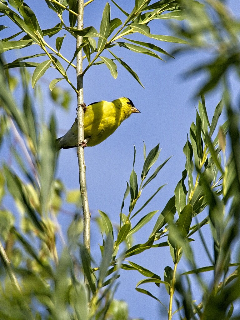 American Goldfinch by mitchell304