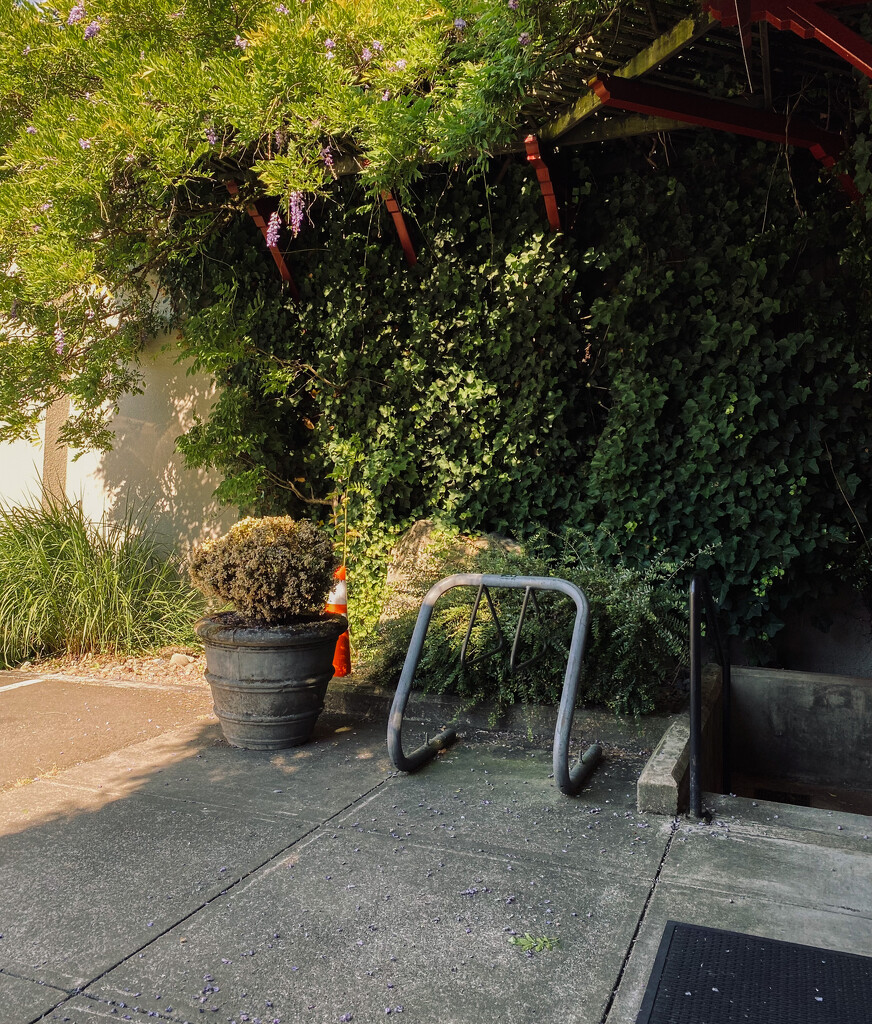 Bike rack under wisteria by cristinaledesma33