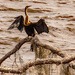 The Anhinga Drying It's Wings!  by rickster549