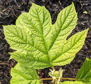 24th Apr 2021 - Oak-Leaf Hydrangea (I think!)